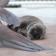 Look at its eyes! Image: Smithsonian’s National Zoo